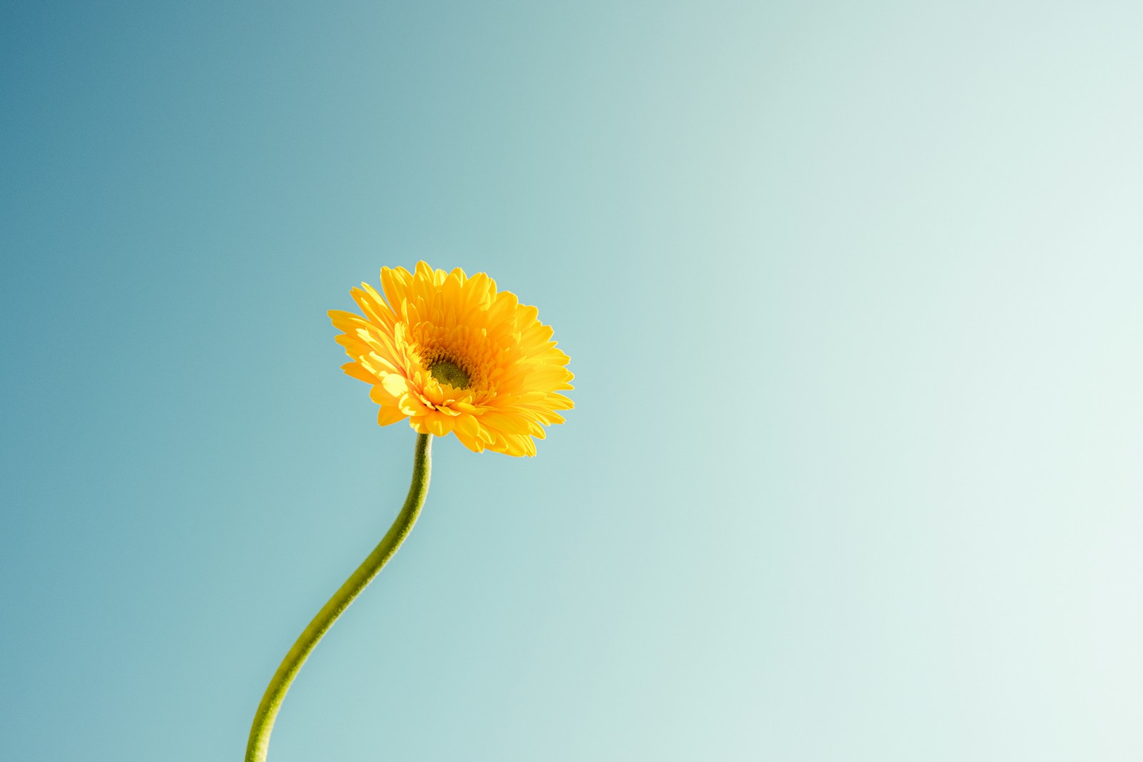 A single yellow daisy against a blue sky