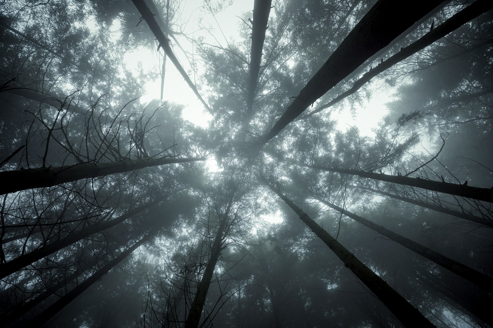 Looking up through tall, misty trees in a dark forest