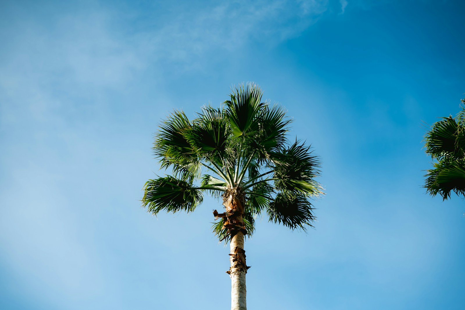 A tall palm tree against a clear blue sky.
